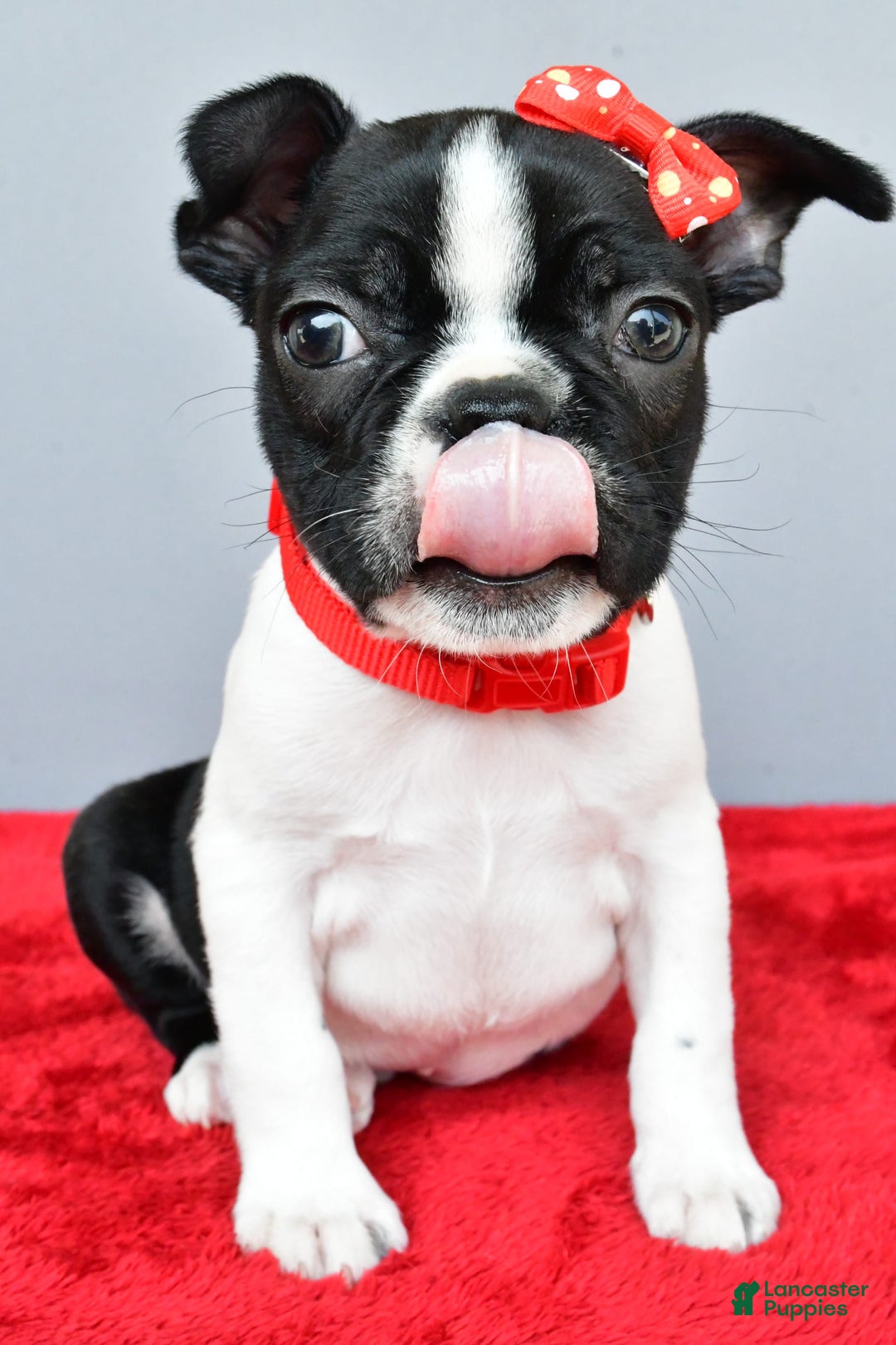 Boston Terrier dogs for sale: Mason - Image 1