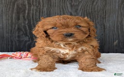Cavapoo dogs for sale: Toby - Image 11
