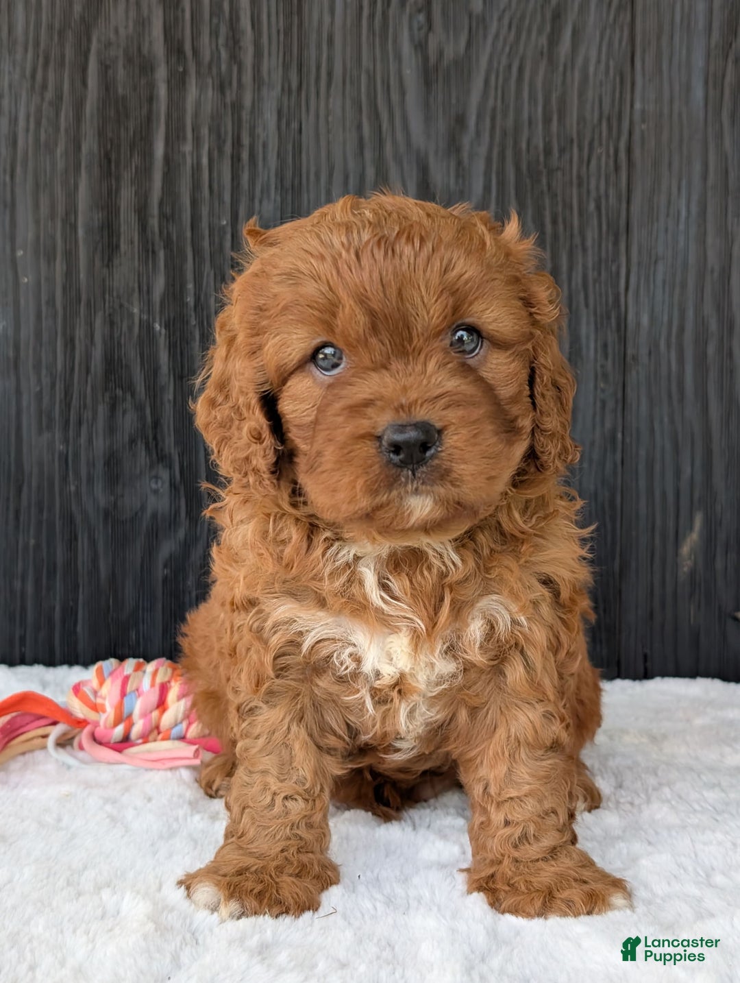 Cavapoo dogs for sale: Toby - Image 11