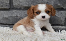 Cavalier King Charles Spaniel dogs for sale: Brady - Image 7