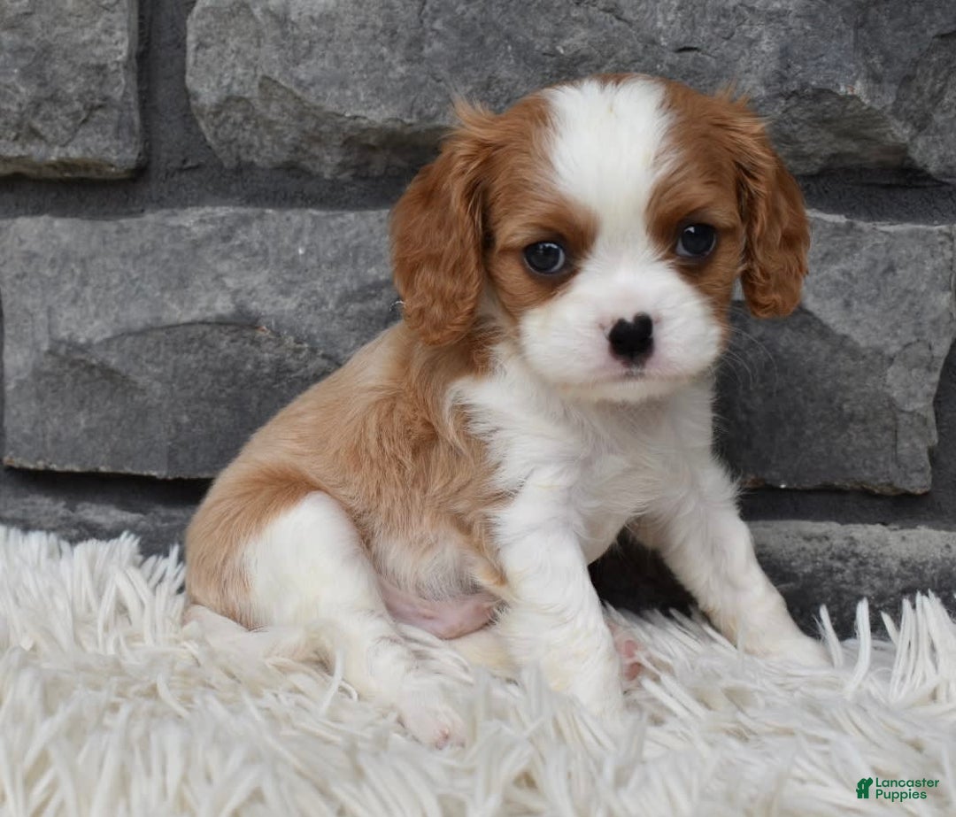 Cavalier King Charles Spaniel dogs for sale: Brady - Image 7