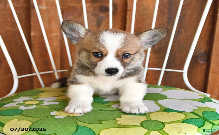 Welsh Corgi Pembroke dogs for sale - Ad 4