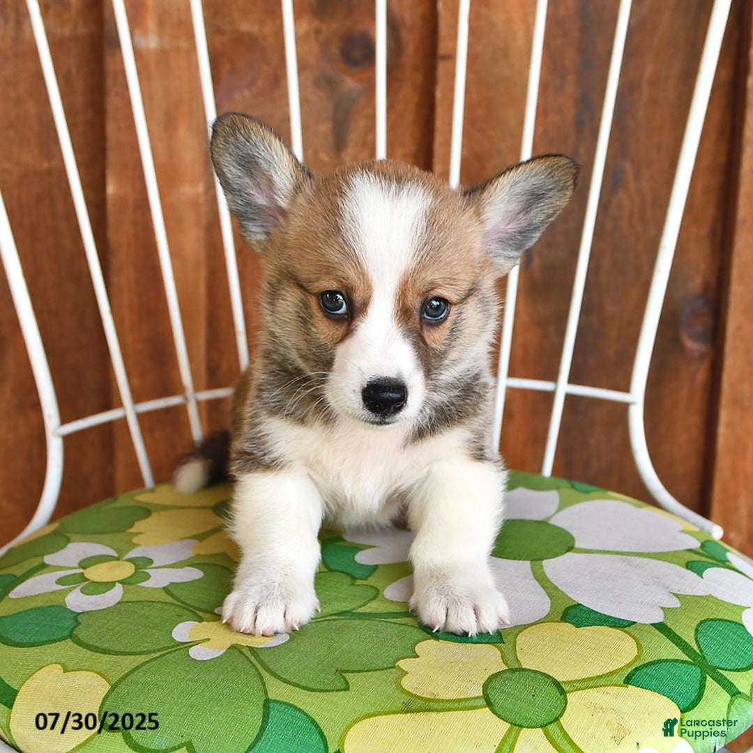 Welsh Corgi Pembroke dogs for sale: Scotty - Image 1