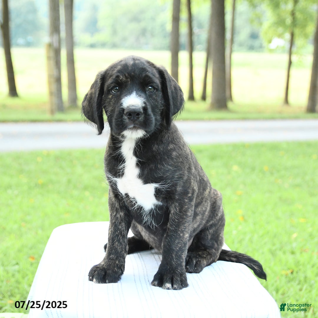 Cane Corso dogs for sale: Moose - Image 4