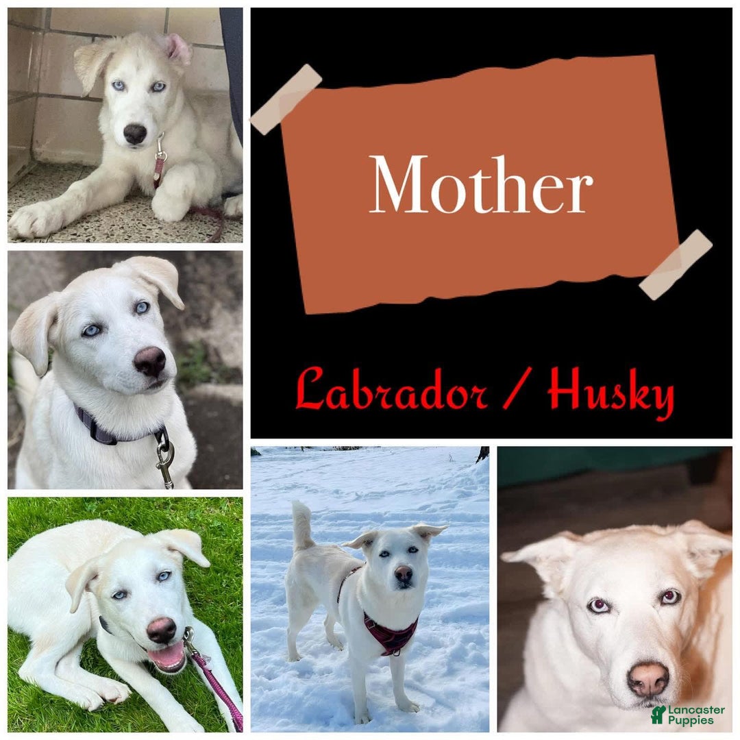 Siberian Husky dogs for sale: Syre - Image 4