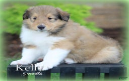 categoriesInfo:categoryAttributeOptions.pets.dogs.breed.roughCollie dogs for sale: Kelly - Image 3