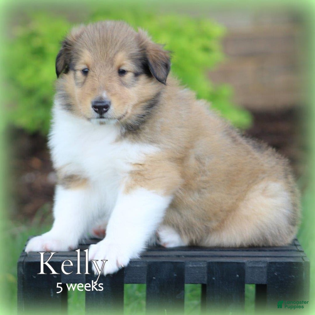 categoriesInfo:categoryAttributeOptions.pets.dogs.breed.roughCollie dogs for sale: Kelly - Image 3