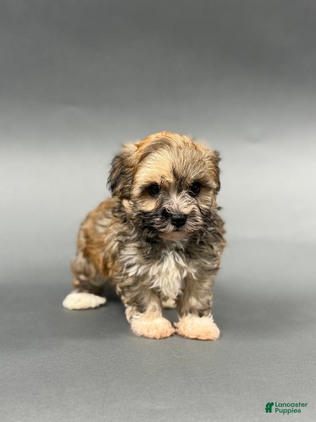 Havanese dogs for sale: OZZIE - Image 1