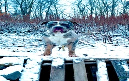 American Bully dogs for sale: Raine - Image 18