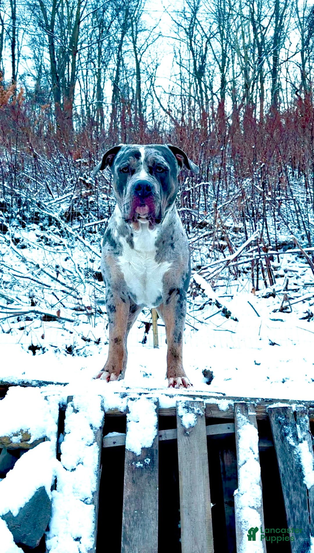American Bully dogs for sale: Raine - Image 18