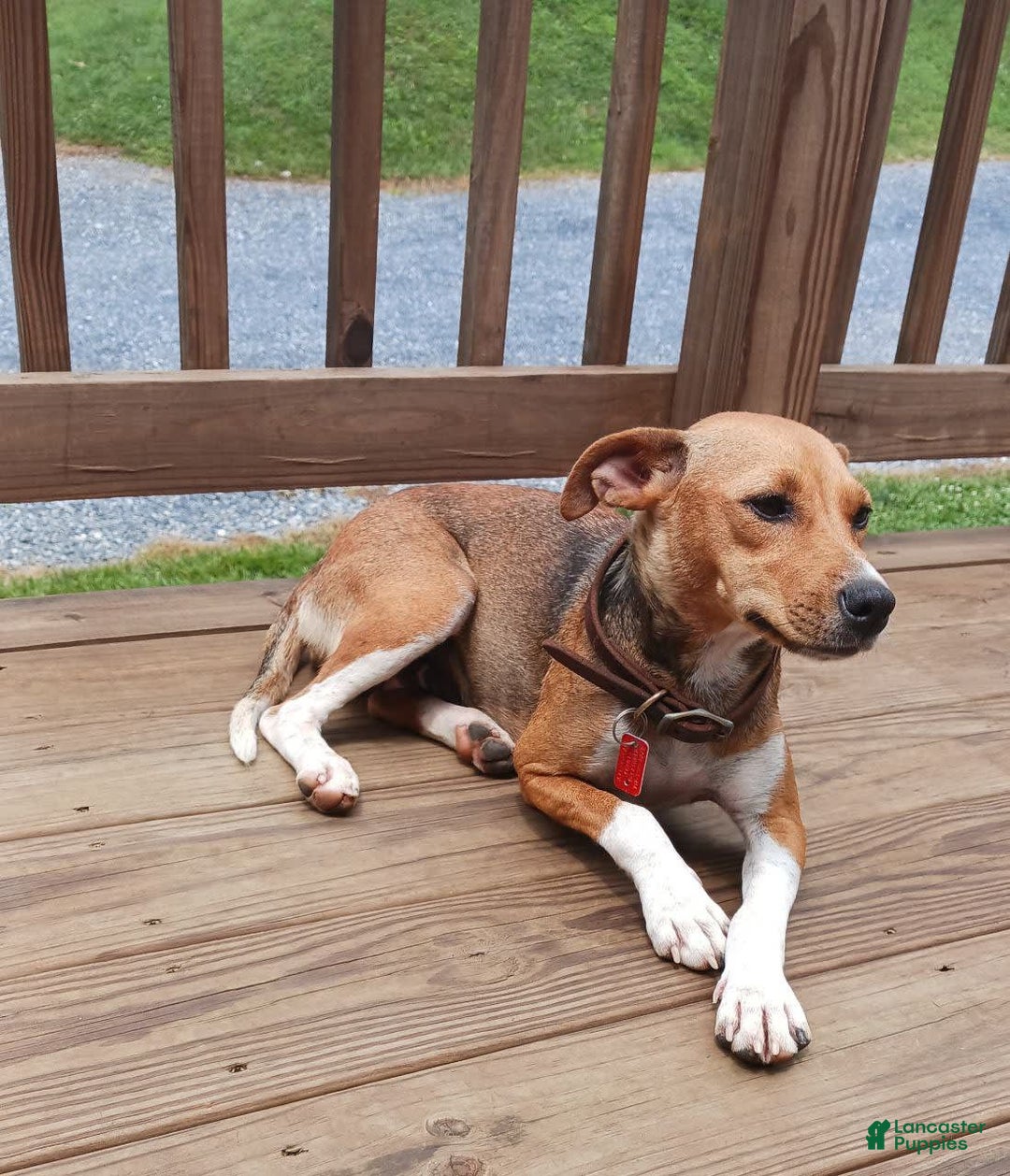 Jug dogs for sale: Willow - Image 2