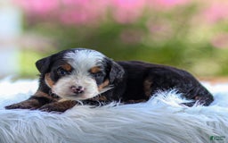 Mini Bernedoodle dogs for sale: Marley - Image 4