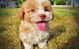 Havapoo dogs for sale: Jinga - Image 7