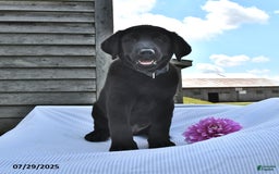 Norwegian Elkhound dogs for sale: Thunder - Image 3
