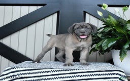 Cane Corso dogs for sale: Cane Corso 7 puppies - Image 1