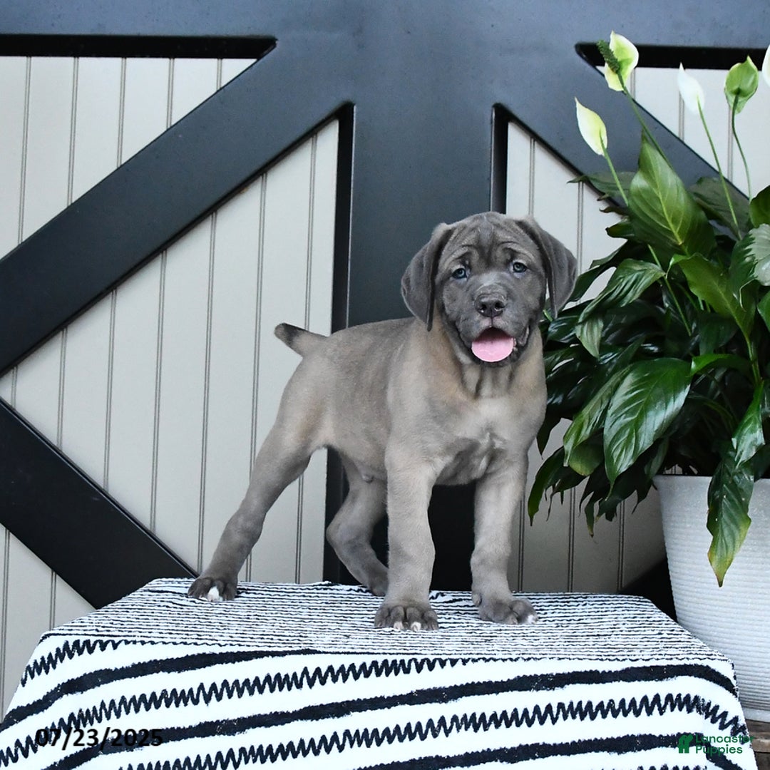 Cane Corso dogs for sale: Cane Corso 7 puppies - Image 1