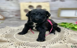 Portuguese Water Dog dogs for sale: Lydia - Image 6