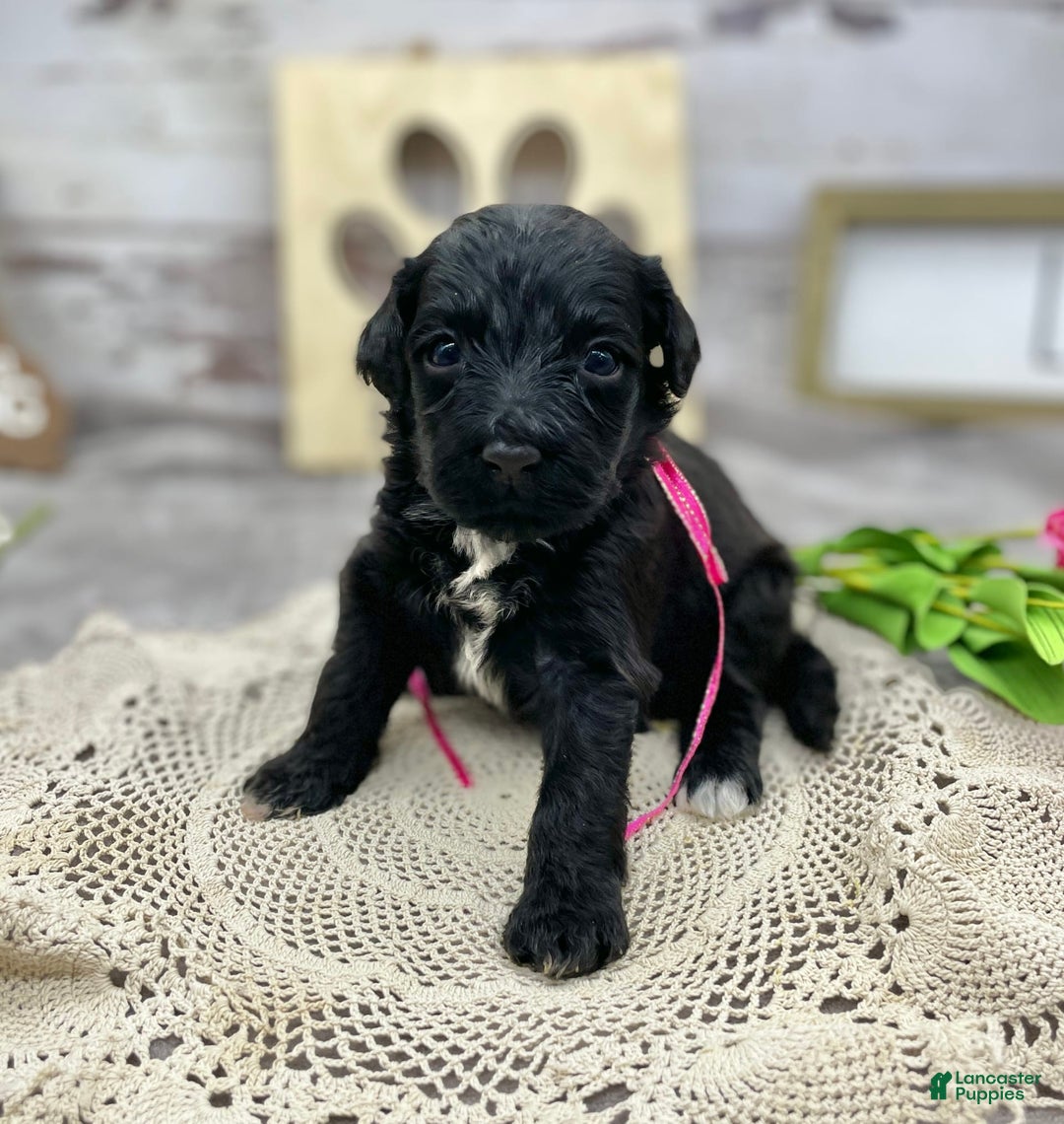 Portuguese Water Dog dogs for sale: Lydia - Image 6