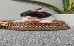 Shih Tzu dogs for sale: Tiny Tiff ❤️ - Image 10