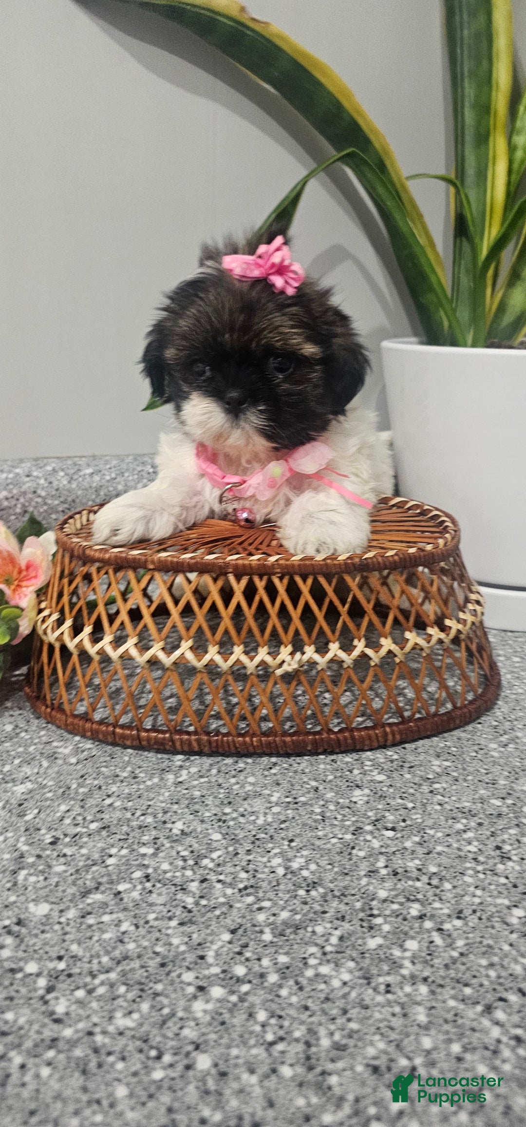 Shih Tzu dogs for sale: Tiny Tiff ❤️ - Image 10