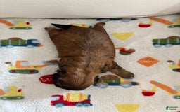Teddy Bear dogs for sale: Teddy Bear 3 puppies - Image 2