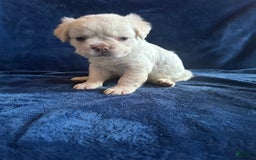 French Bulldog dogs for sale: Pynk - Image 1