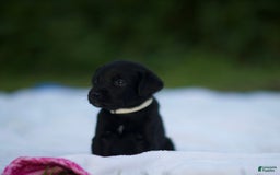 Cane Corso dogs for sale: Scarlett - Image 3
