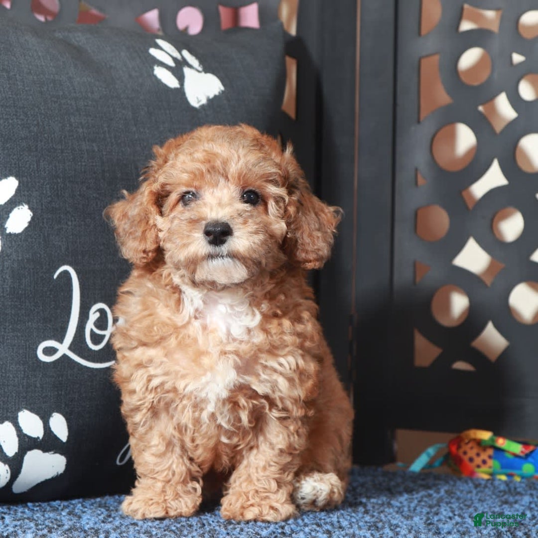 Toy Poodle dogs for sale: Cricket - Image 2