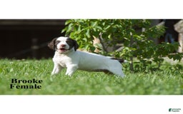 Brittany Spaniel dogs for sale: Brooke - Image 3
