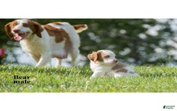 Brittany Spaniel dogs for sale: Bear - Image 1