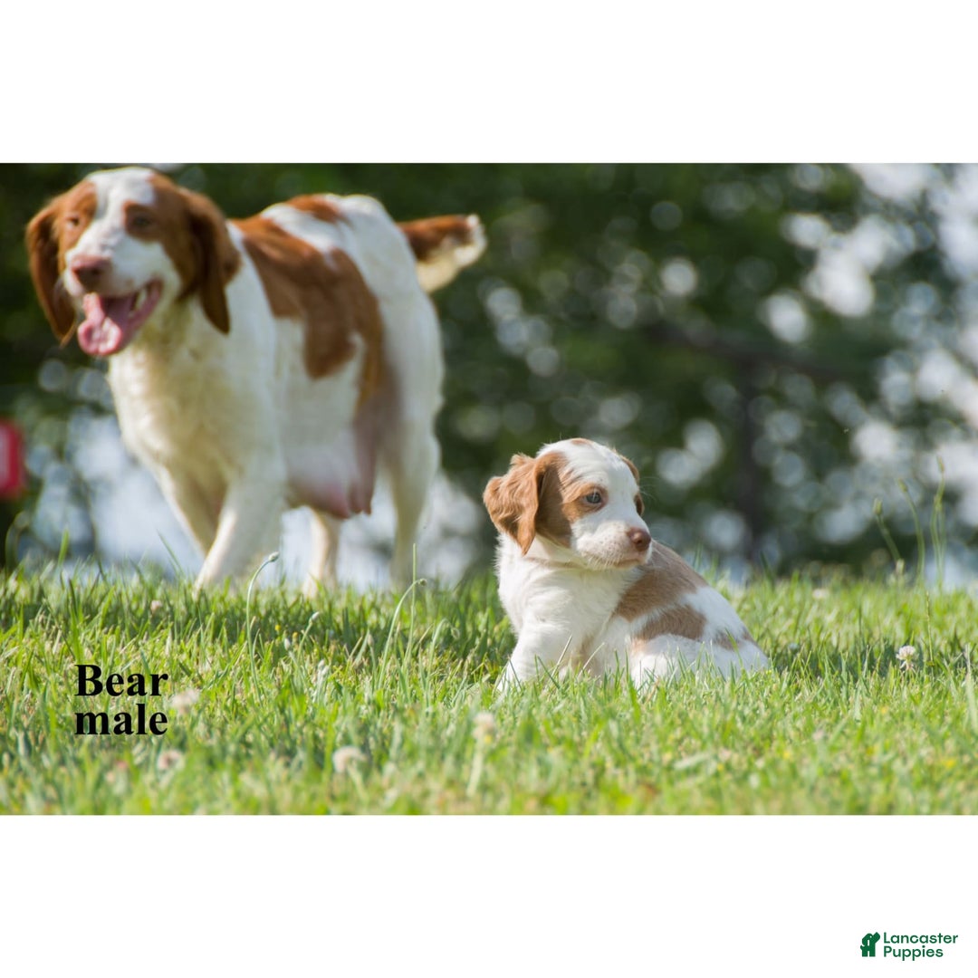 Brittany Spaniel dogs for sale: Bear - Image 1