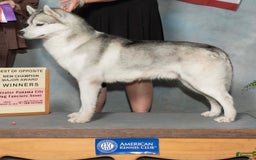 Siberian Husky dogs for sale: Link - Image 3