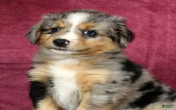 Miniature Australian Shepherd dogs for sale: Alex - Image 8