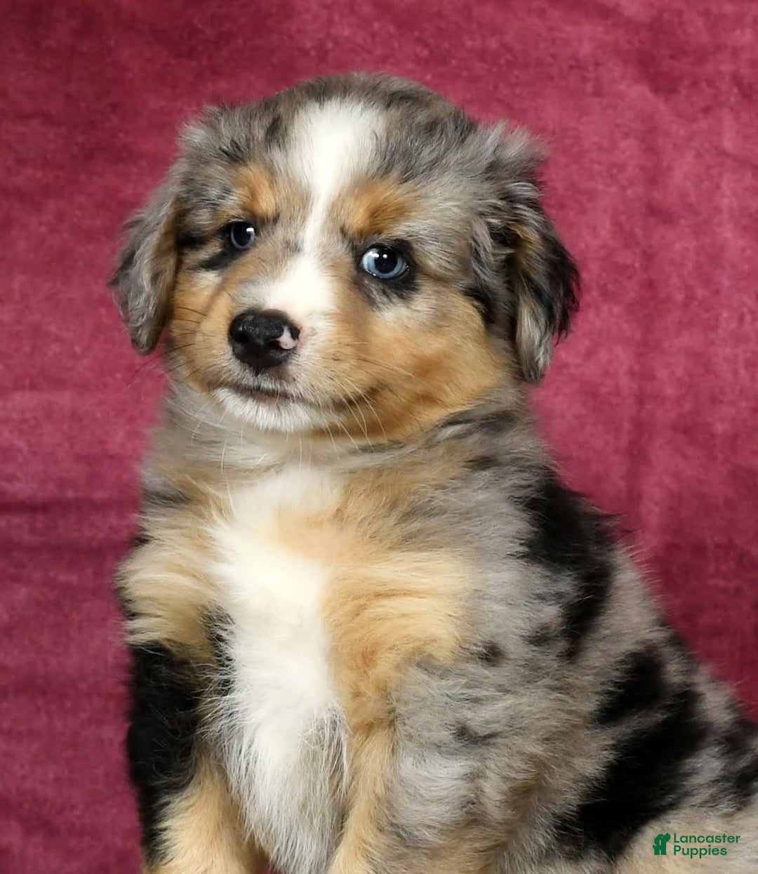 Miniature Australian Shepherd dogs for sale: Alex - Image 8