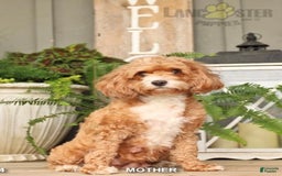 Cavapoo dogs for sale: Leo - Image 5