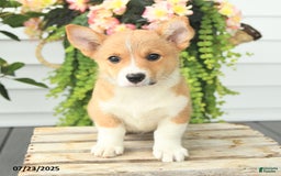 Welsh Corgi Pembroke dogs for sale: Princess - Image 2