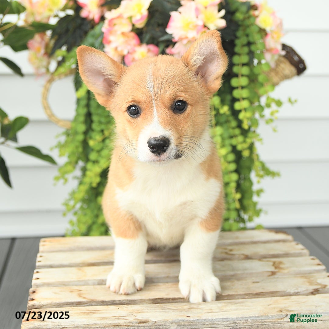 Welsh Corgi Pembroke dogs for sale: Princess - Image 2