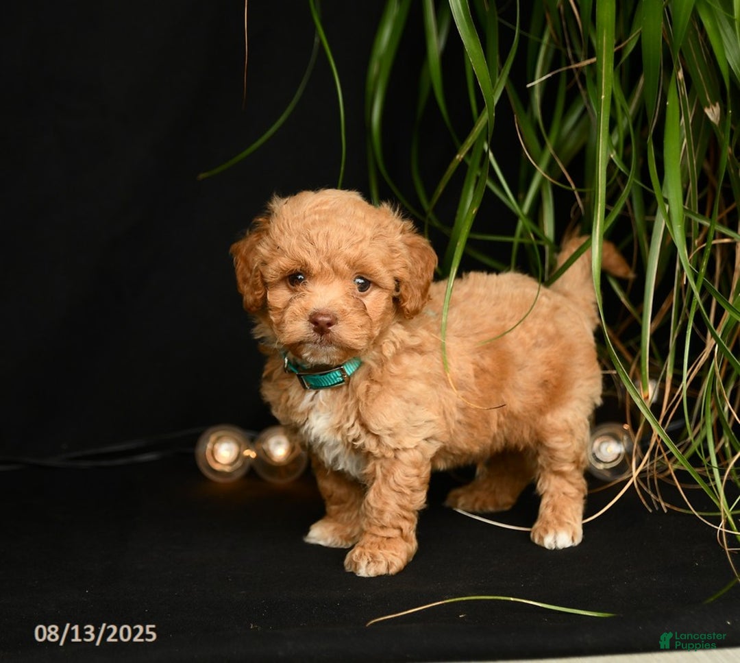 Teddy Bear dogs for sale: Remington - Image 5