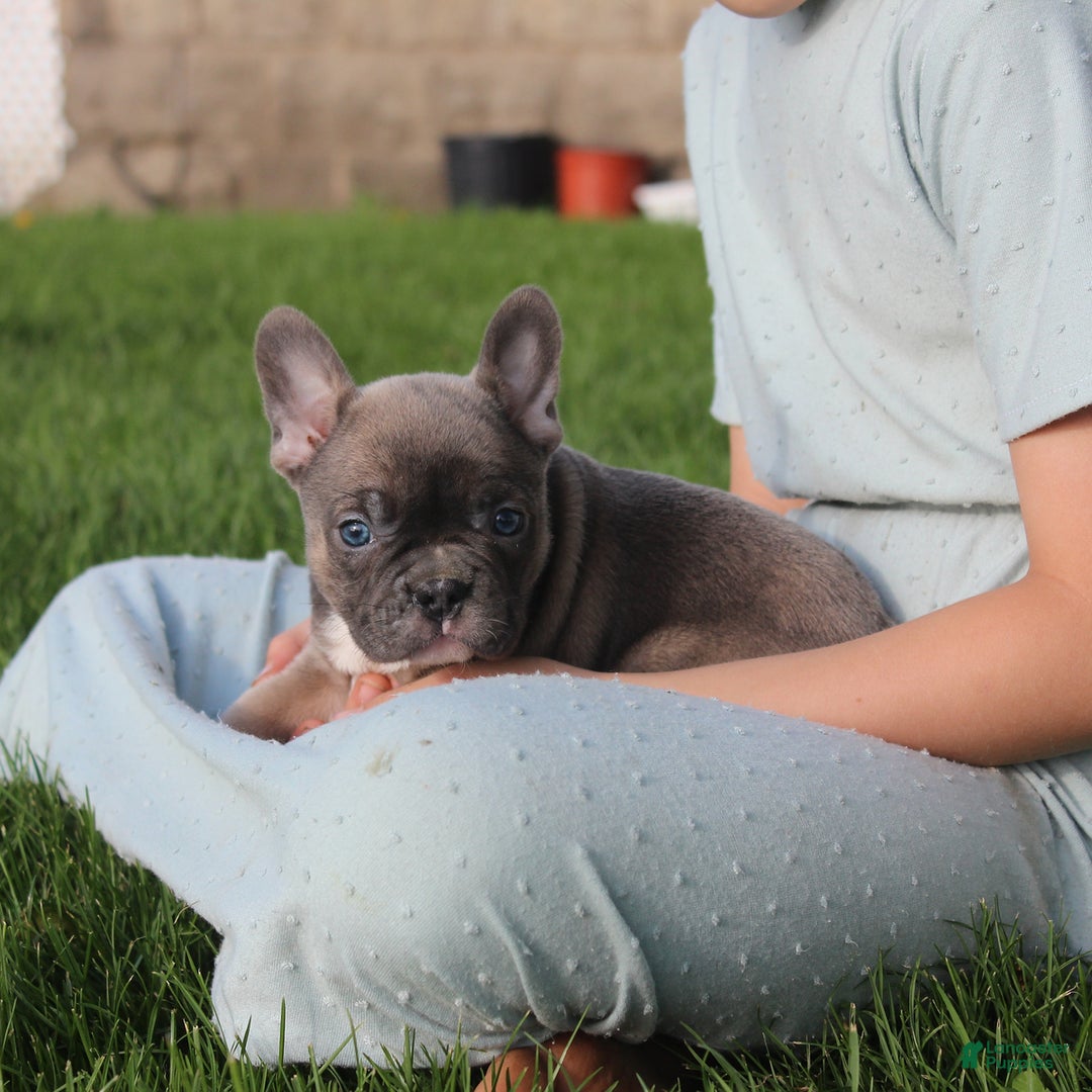 French Bulldog dogs for sale: French Bulldog 3 puppies - Image 21