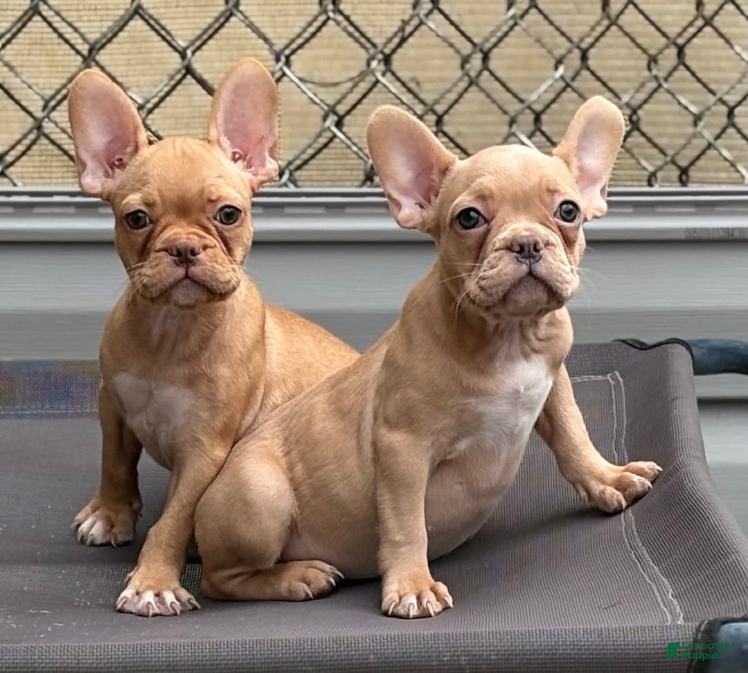 French Bulldog dogs for sale: Cady - Image 4