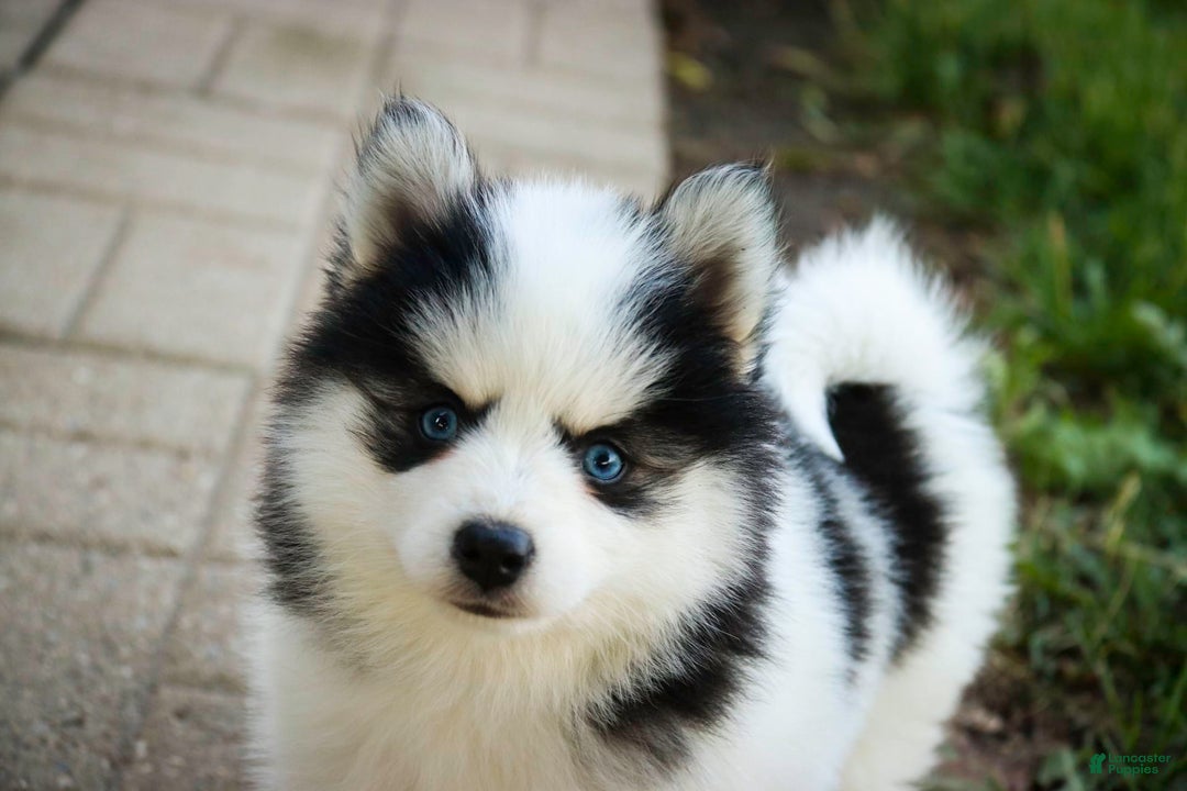Pomsky dogs for sale: Flare - Image 13