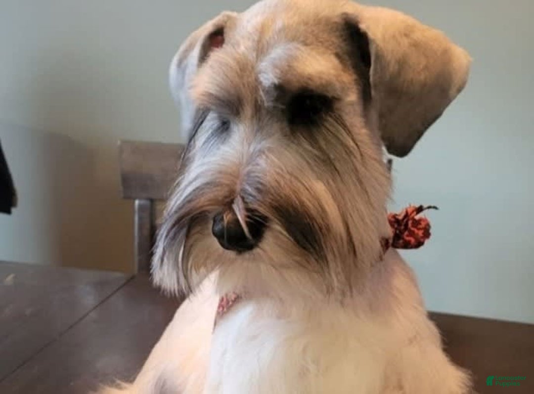 Miniature Schnauzer dogs for sale: Pup 4 - Image 6