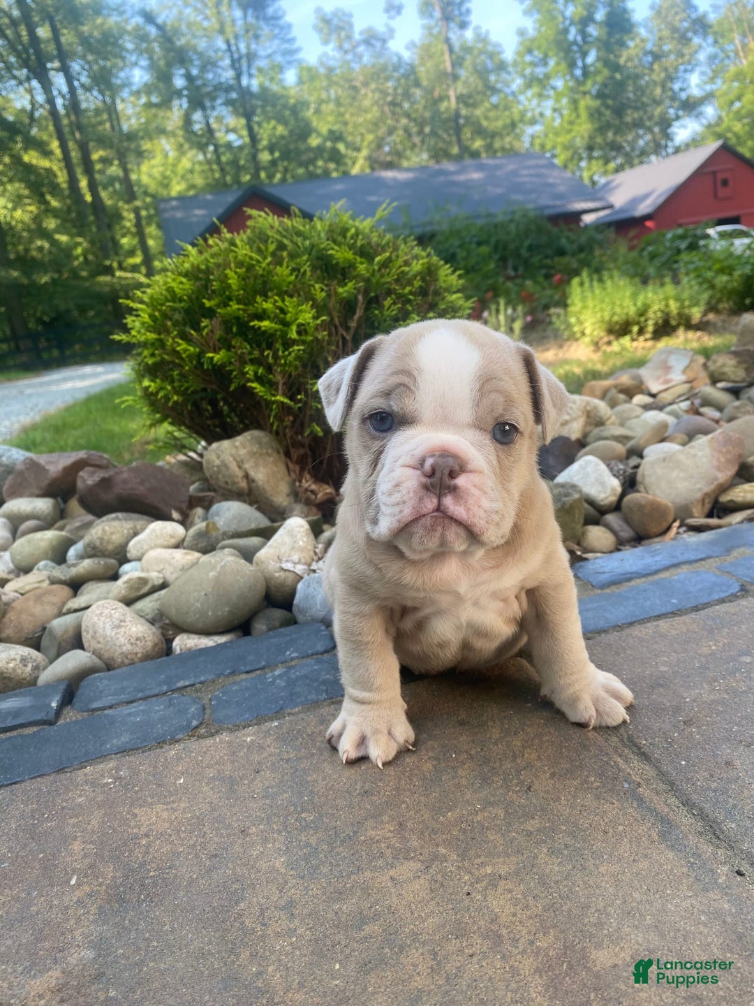 English Bulldog dogs for sale: Champ - Image 1