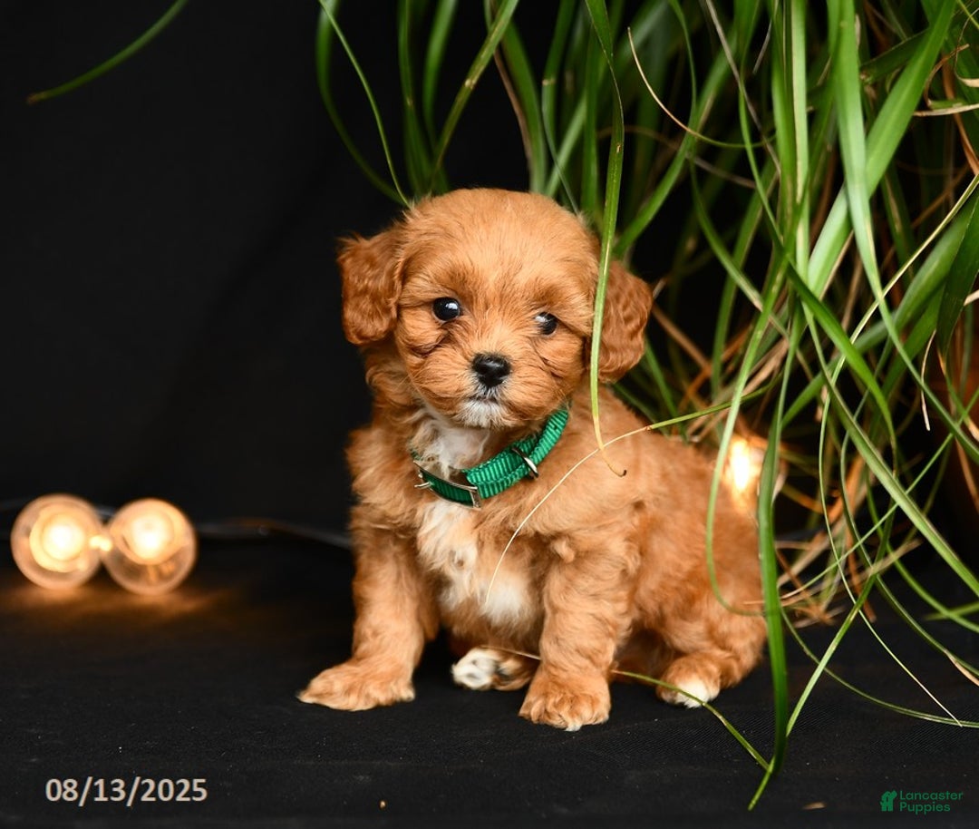 Teddy Bear dogs for sale: Rawlings - Image 5