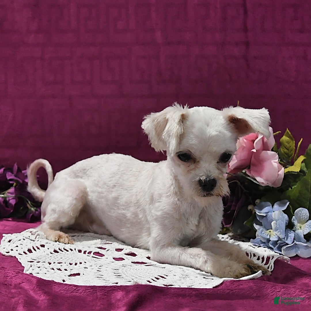 Maltese dogs for sale: Jesse - Image 7