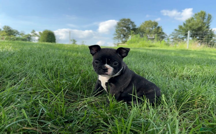 Frenchton dogs for sale - Ad 2