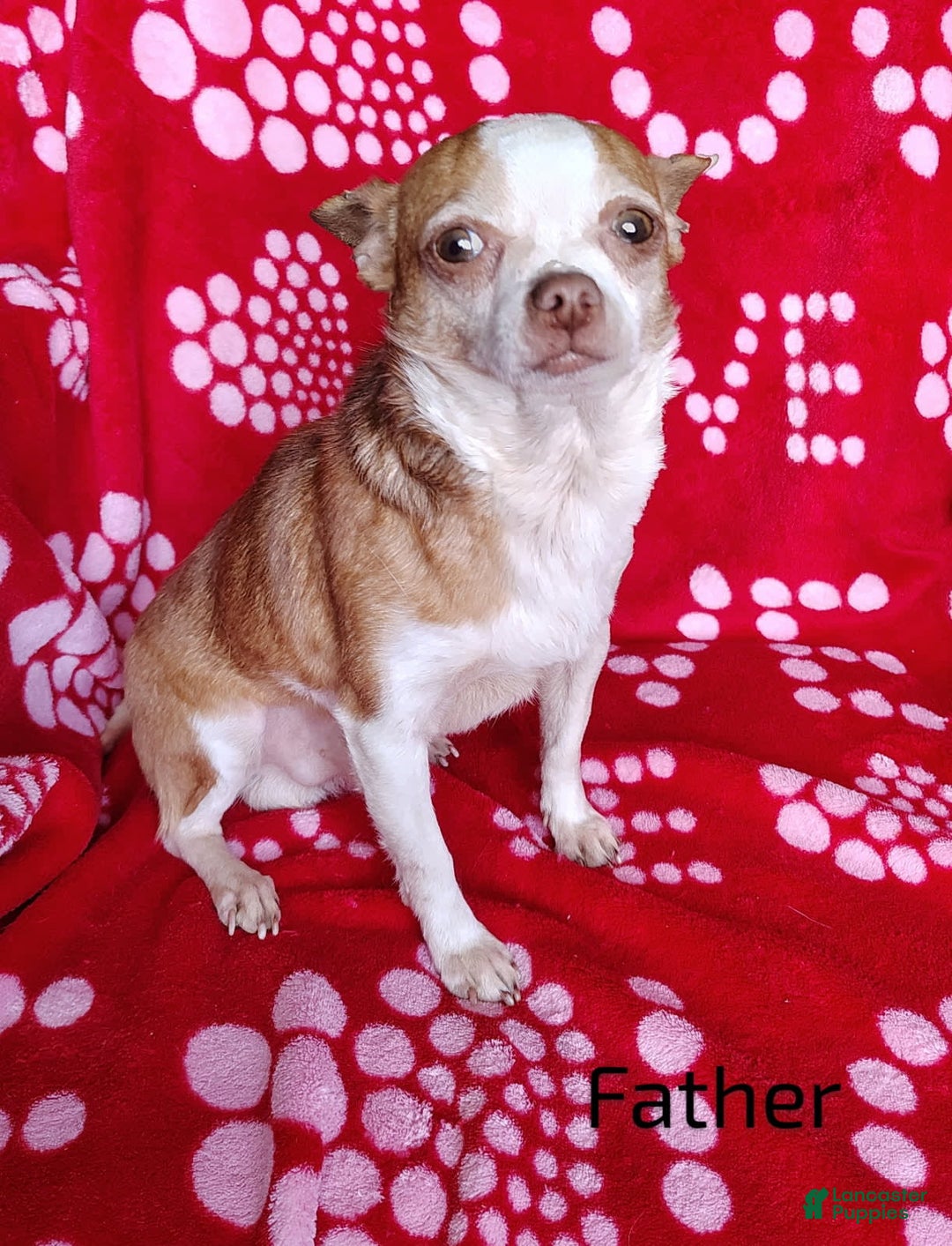 Chihuahua dogs for sale: Peanut - Image 11
