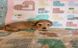 Miniature Dachshund dogs for sale: Chip - Image 12