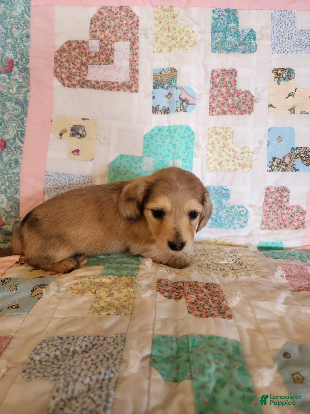 Miniature Dachshund dogs for sale: Chip - Image 12