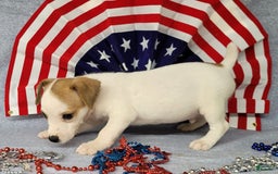 Jack Russell Terrier dogs for sale: Jack Russell Joker Male - Image 2